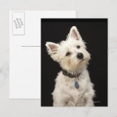 Westie (West Highland shiier) met halsband Briefkaart (Voorkant / Achterkant)