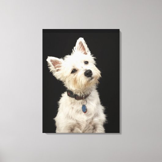 Westie (West Highland shiier) met halsband Canvas Afdruk (Voorkant)