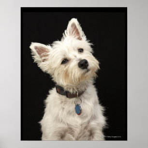 Westie (West Highland shiier) met halsband Poster