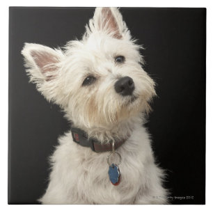 Westie (West Highland shiier) met halsband Tegeltje