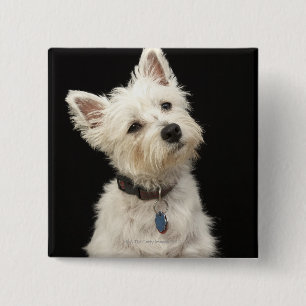 Westie (West Highland shiier) met halsband Vierkante Button 5,1 Cm