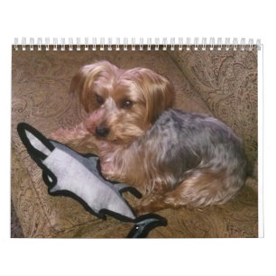 Westie/Yorkie créatif calendrier de 12 mois