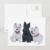 Westies en een Scottie Samen Briefkaart (Voorkant / Achterkant)