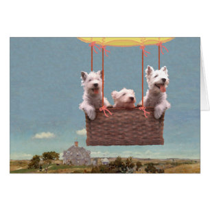 Westies in een ballon