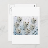 WESTIES IN SNEEUW BRIEFKAART (Voorkant / Achterkant)