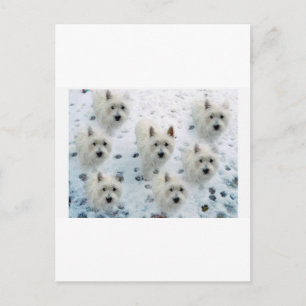 WESTIES IN SNEEUW BRIEFKAART