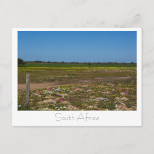 Westkust Wilde Bloemen Zuid-Afrika ZA Briefkaart