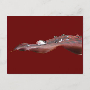 Wet Canna Lily feuille ~ carte postale