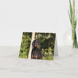 Wet Gordon Setter Merci note