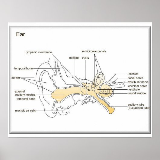 Wetenschap, biologie, oor poster (Voorkant)
