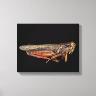 Wetenschap - Entomologie - Het specimen Canvas Afdruk
