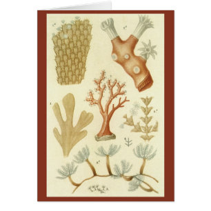 Wetenschap leerboek Biologie,  koraaldieren