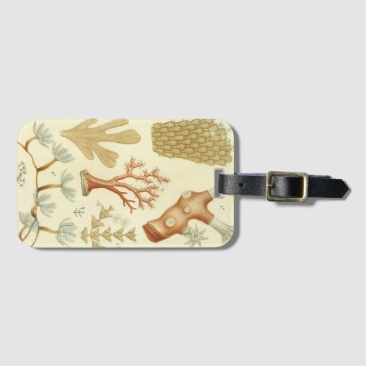 Wetenschap leerboek Biologie, koraaldieren Bagagelabel (Voorkant (horizontaal))