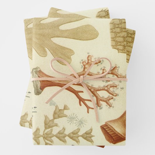 Wetenschap leerboek Biologie,  koraaldieren Inpakpapier Vel (In situ)