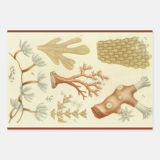 Wetenschap leerboek Biologie, koraaldieren Inpakpapier Vel (Voorkant)