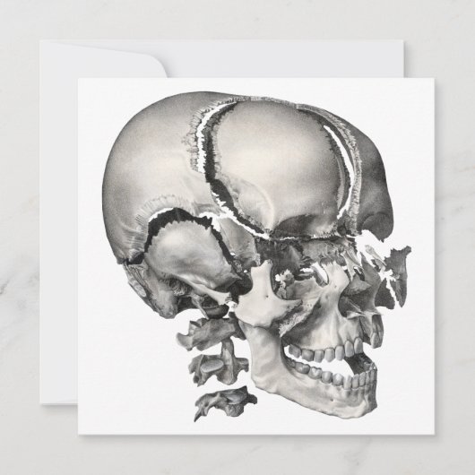 Wetenschap Menselijke Anatomie, Antiek schedel (Voorkant)