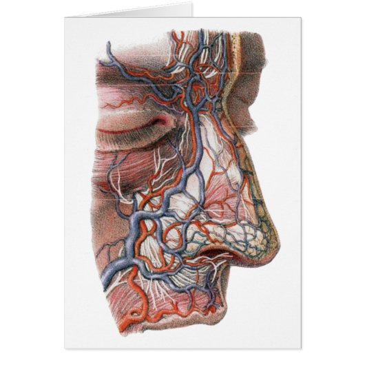 wetenschap menselijke anatomie, gezicht met neus (Voorkant)