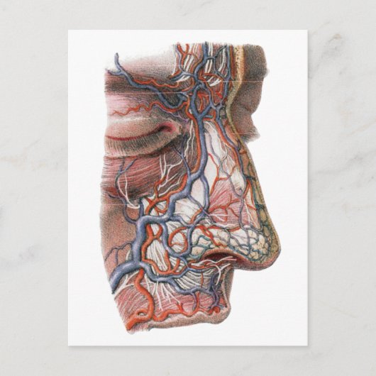 wetenschap menselijke anatomie, gezicht met neus briefkaart (Voorkant)