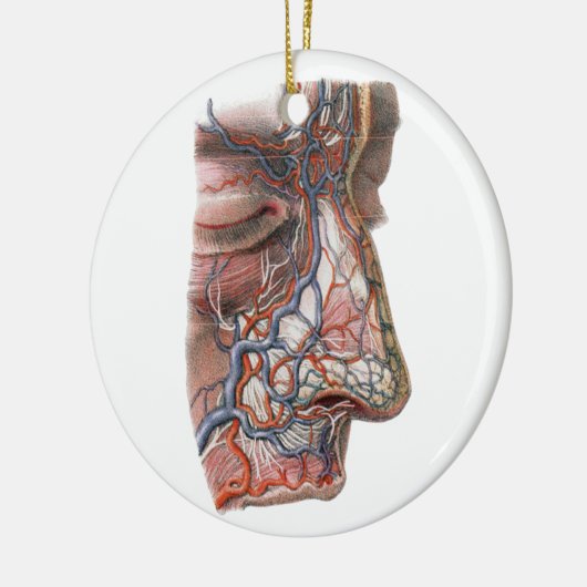 wetenschap menselijke anatomie, gezicht met neus keramisch ornament (Links)