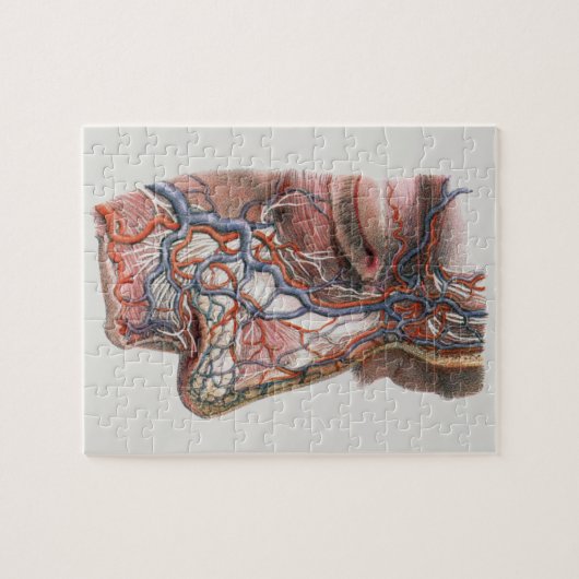 wetenschap menselijke anatomie, gezicht met neus legpuzzel (Horizontaal)