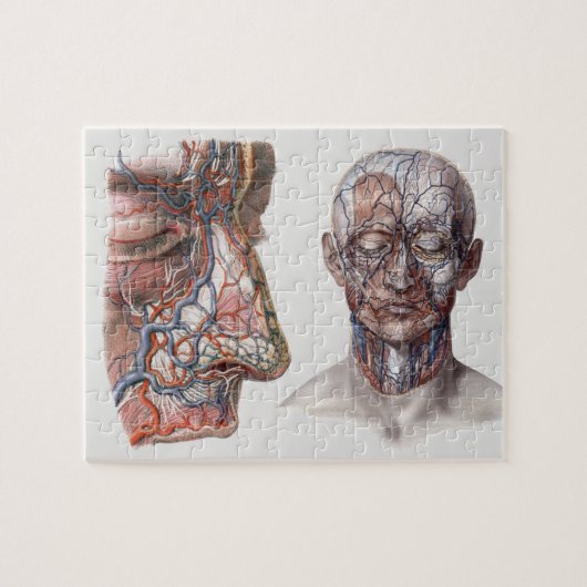 Wetenschap Menselijke Anatomiehoofden en gezichte Legpuzzel (Horizontaal)