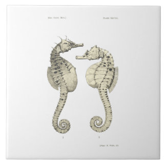 wetenschap NZ Fish - Big Belly Zee Horses Tegeltje