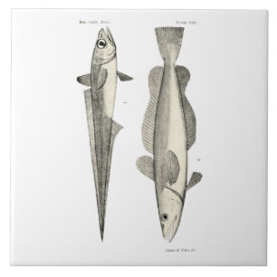  wetenschap NZ Fish - Hoki Tegeltje