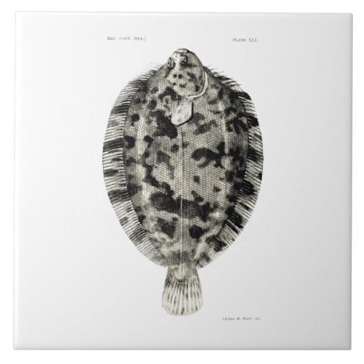 wetenschap NZ Fish - Lemon Sole Tegeltje (Voorkant)