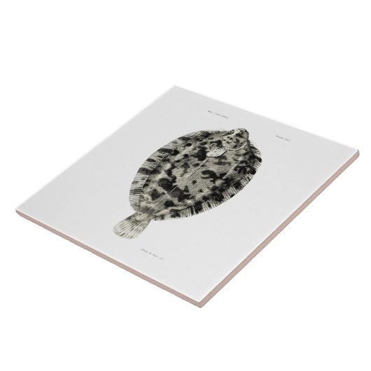 wetenschap NZ Fish - Lemon Sole Tegeltje (Zijkant)