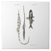 wetenschap NZ Fish - Pipet en lantaarnvis Tegeltje (Voorkant)