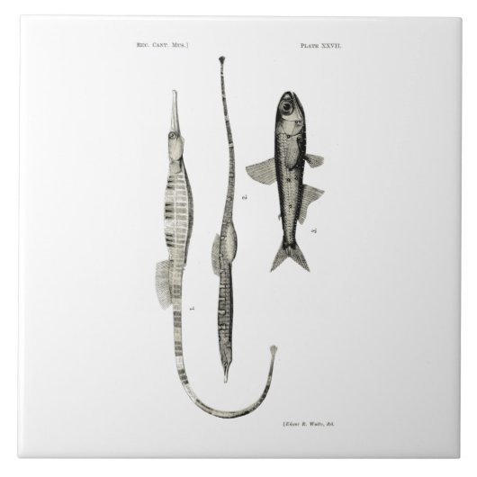 wetenschap NZ Fish - Pipet en lantaarnvis Tegeltje (Voorkant)