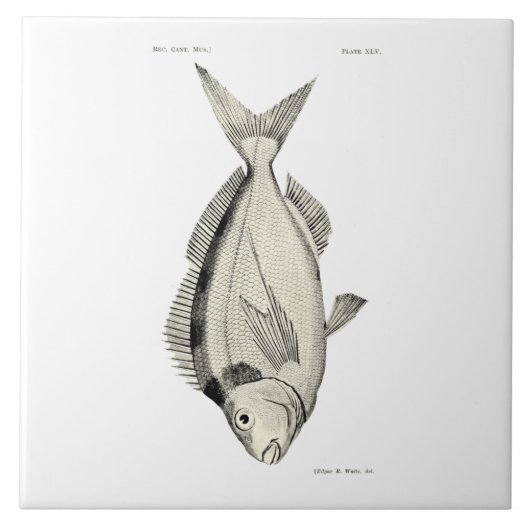 wetenschap NZ Fish Tarakihi Tegeltje (Voorkant)