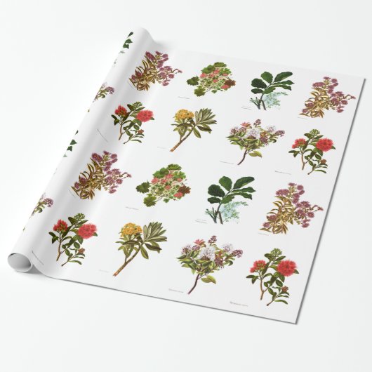 Wetenschap NZ Flowers Cadeaupapier (Uitgerold)