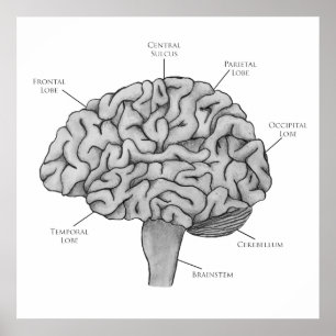 Wetenschappelijk brein poster