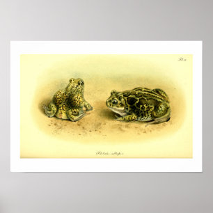 wetenschappelijke illustratie Spadefoot Toad Poster