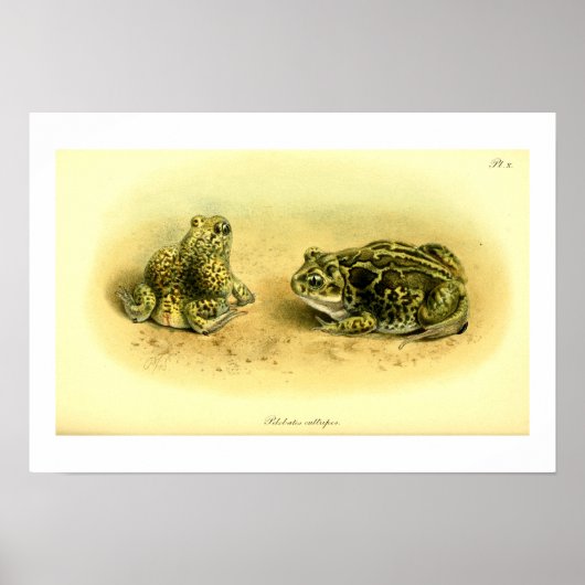  wetenschappelijke illustratie Spadefoot Toad Poster (Voorkant)