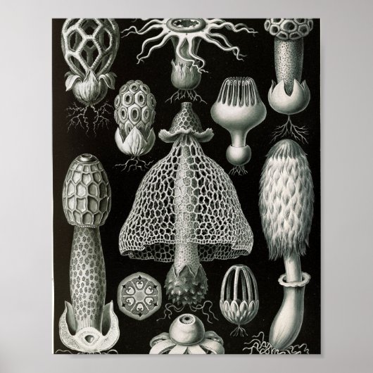 Wetenschappelijke illustratie van oude stinkzwamme poster (Voorkant)