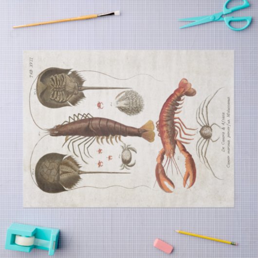 wetenschappelijke ontkoppeling van schaaldieren tissuepapier (Craft)