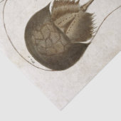 wetenschappelijke ontkoppeling van schaaldieren tissuepapier (Detail)