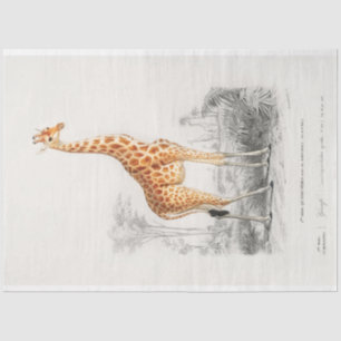  Wetenschappelijke Tekening Giraffe Decoupage Tissuepapier