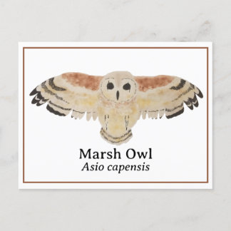 Wetenschappelijke Waterverf Marsh Owl Briefkaart