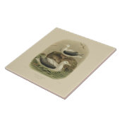 wetenschappen NZ-vogels - zwervende albatrossen Tegeltje (Zijkant)