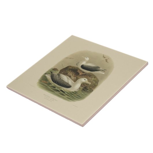 wetenschappen NZ-vogels - zwervende albatrossen Tegeltje (Zijkant)