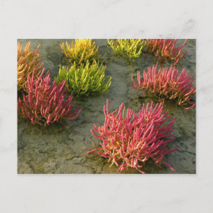 Wetland Briefkaart