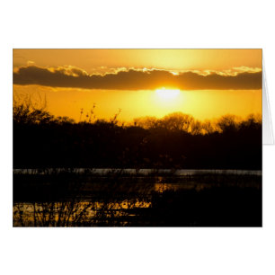 Wetland Gold