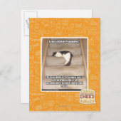 Wetten van Kitteh Probability Briefkaart (Voorkant / Achterkant)