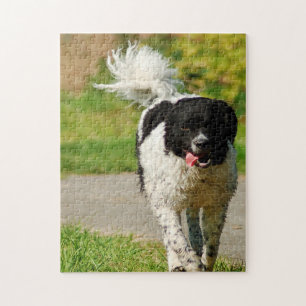 Wetterhoun hond legpuzzels. legpuzzel