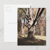 Wezelboom Briefkaart (Voorkant / Achterkant)