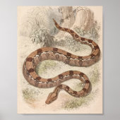 WH Freeman - Boa Constrictor Portfolio Poster (Voorkant)