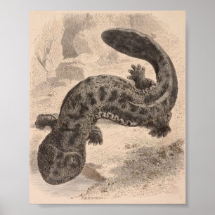 WH Freeman - De grote Japanse salamander P/folio Poster